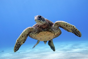 039CE440 C15D 4594 9FC2 54BFAD04DA7E