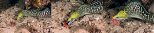 Undulated Moray Eel 