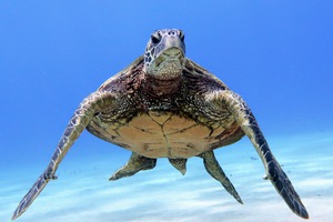 E16328CC A41C 44D2 9584 1272268C7973