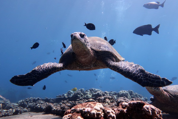 5E708647 1646 43F3 AD3A C27B9B262FC0 Print