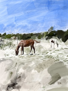 Ponies on Assateague 