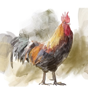 Bantam Rooster
