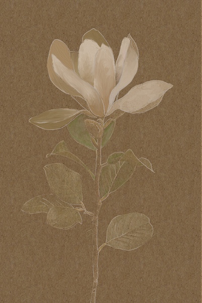 Magnolia Print