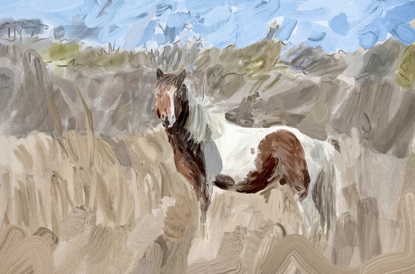Assateague Pony  Print