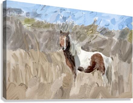 Assateague Pony  Canvas Print