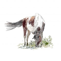 Island Pony