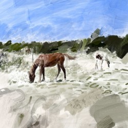Ponies on Assateague 