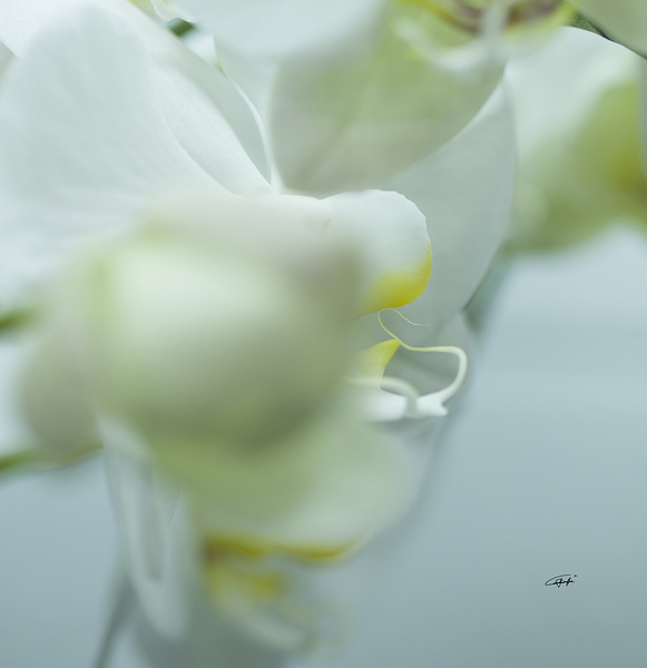 Popcorn Bulbs by Rodney