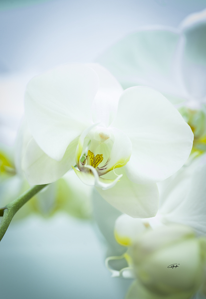Orchid by Rodney