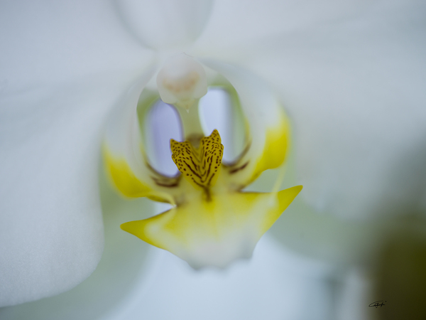 Subtle treasure by Rodney