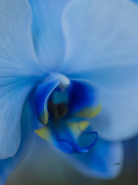 Blue Alto by Rodney