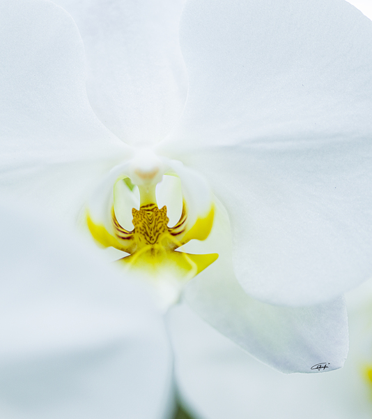 Spring by Rodney