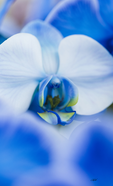 Blue Moose by Rodney