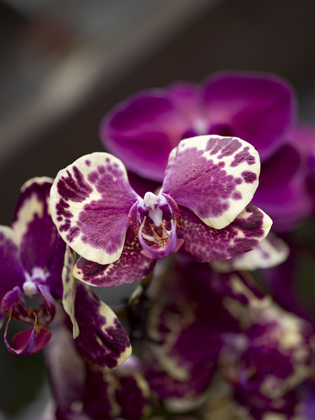 Snap Dragon Pink by Rodney