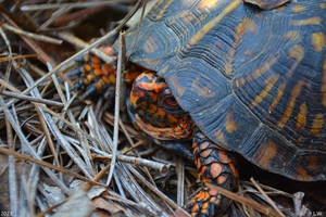  Box Turtle