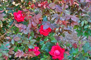  Rose Bush