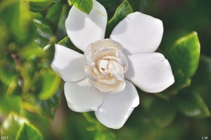  Gardenia Bloom