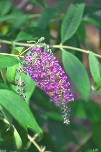 DSC 3283 InPixio 1 Sunlit Butterfly Bush Bloom.jp