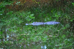  Camouflage Alligator