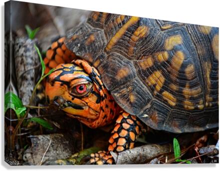  Box Turtle Close Up Canvas Print