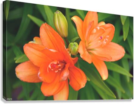  Lily Doubles Canvas Print