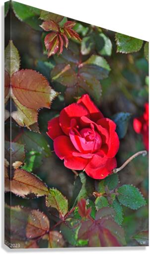 A Single Knockout Rose Canvas Print