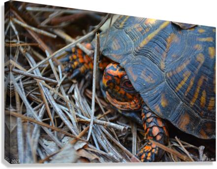  Box Turtle Canvas Print