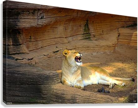 Cheeeese Canvas Print