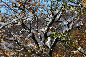 Autumn’s Last Breath