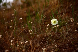Bloom in Solitude