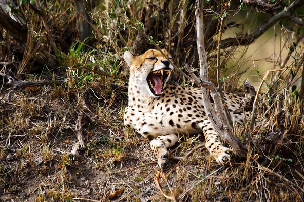 Majestic Yawn by NARIO