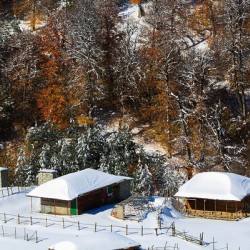 Autumn Behind the Snow