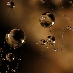 Web of Stars