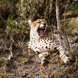 Majestic Yawn