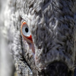 The Watchful Eye