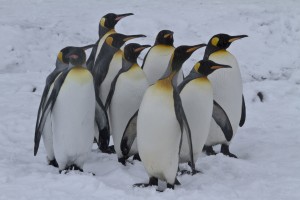 Crowd of Emporer Penguins