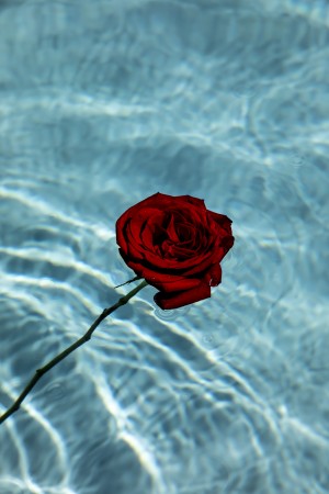 Dead Rose