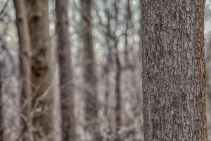 baretrees