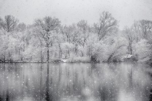 Snowy trees