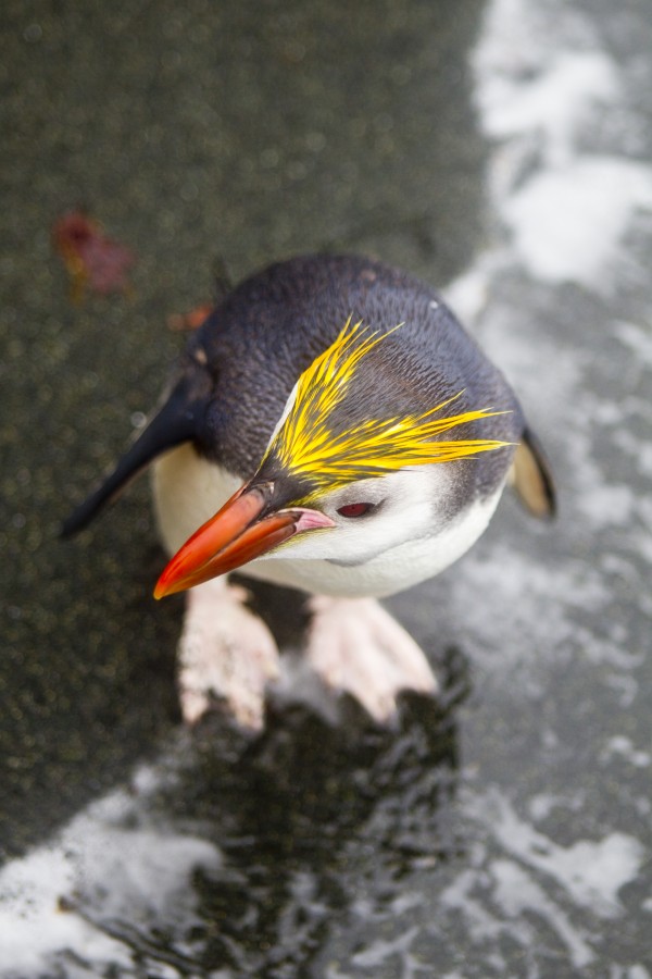 Penguin Print