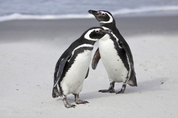 Magellanic Penguin Couple by Kaye