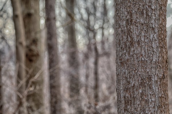 baretrees Print