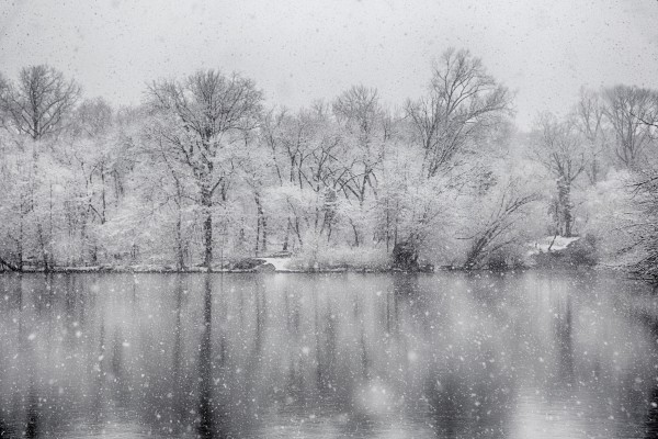 Snowy trees Print
