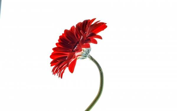 red3 Print