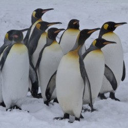 Crowd of Emporer Penguins