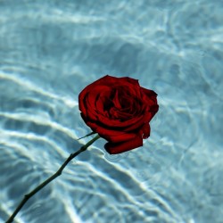 Dead Rose