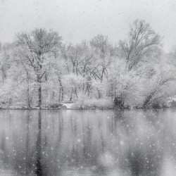 Snowy trees