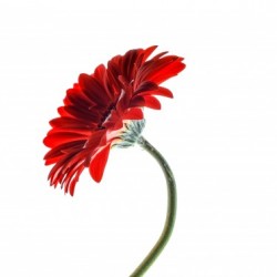 red3