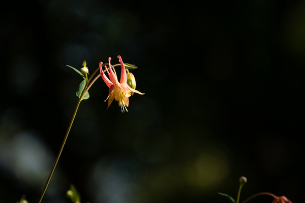 Spring Florals 9 Print