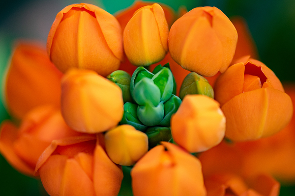 Spring Florals 5 Print